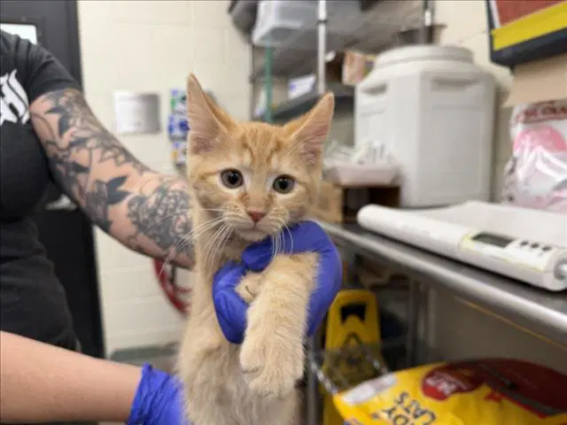 Azvaldo - Domestic Short Hair