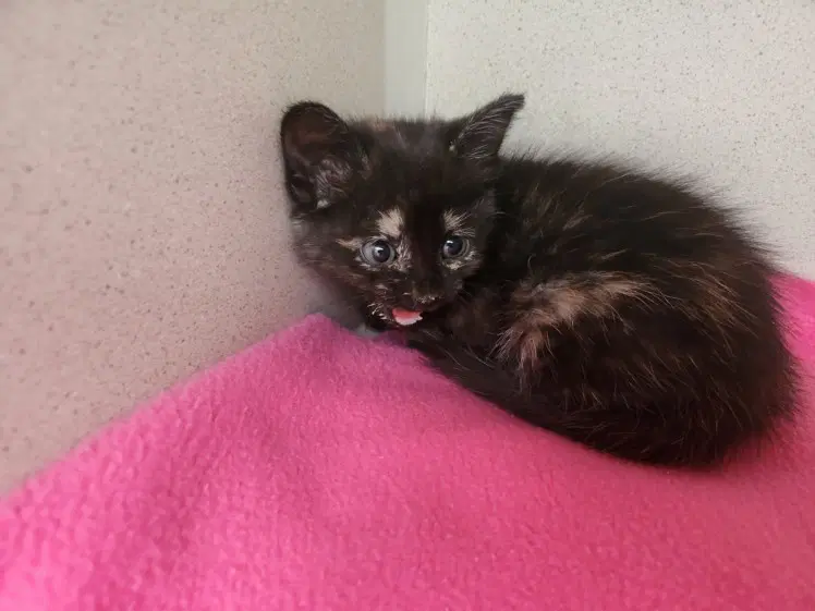Tinks - Domestic Short Hair