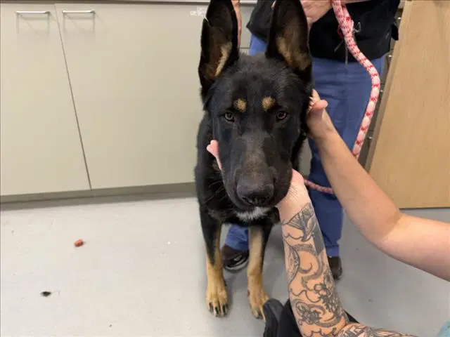 Unknown - German Shepherd Dog