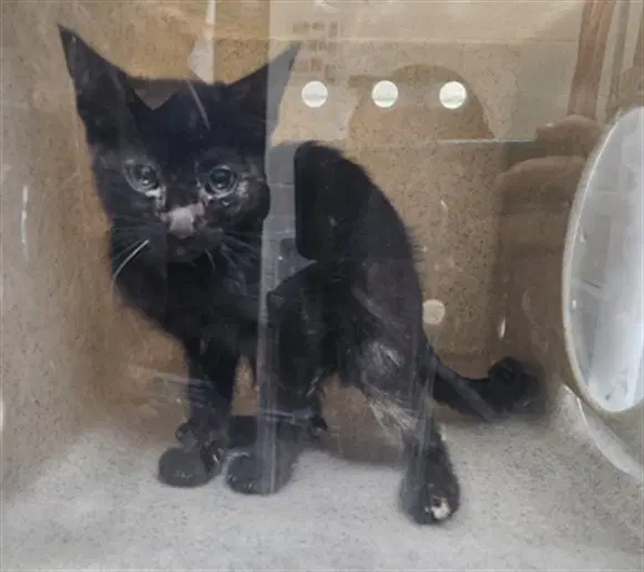 Ash - Domestic Short Hair
