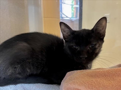 picture of the cat needing adoption