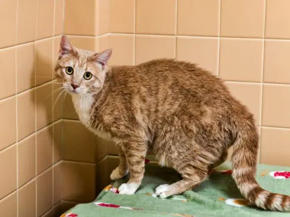 Sita - Domestic Short Hair