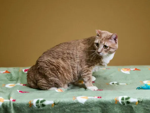 Sita - Domestic Short Hair