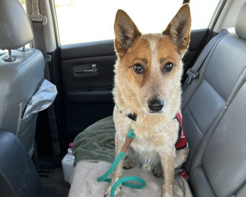 picture of the dog needing adoption