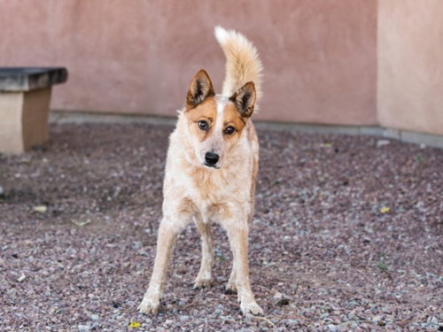 picture of the dog needing adoption