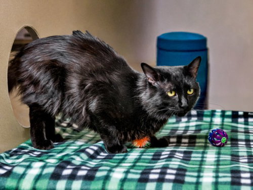 picture of the cat needing adoption