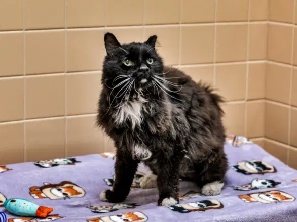 Whisp - Domestic Medium Hair