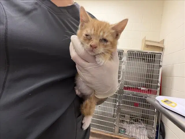 Patches - Domestic Short Hair
