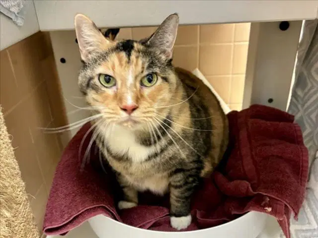 Unknown - Domestic Short Hair