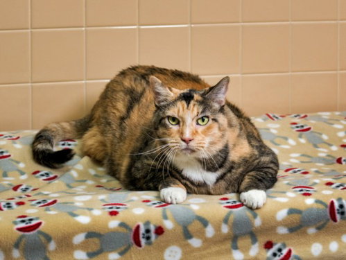 picture of the cat needing adoption