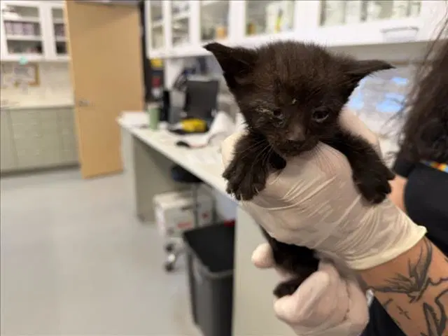 Perry - Domestic Short Hair