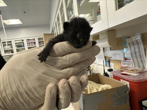 picture of the cat needing adoption
