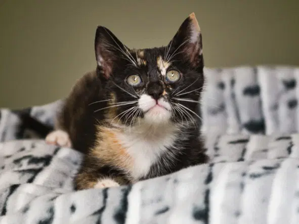 Nova - Domestic Short Hair