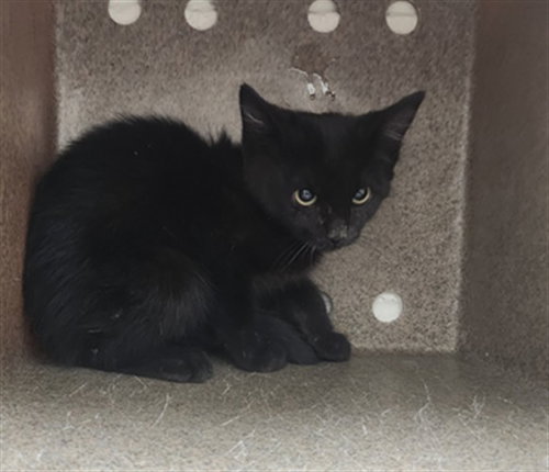 picture of the cat needing adoption