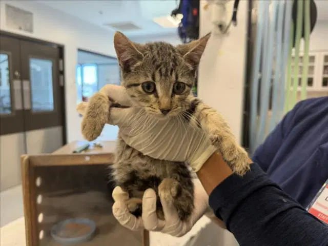 Chacha - Domestic Short Hair