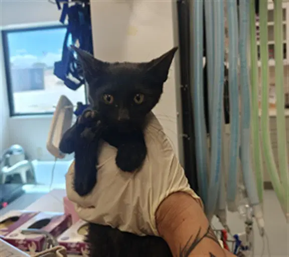 Chichi - Domestic Short Hair