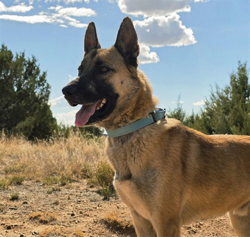 picture of the dog needing adoption