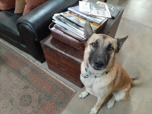 Johnny Depp - German Shepherd Dog