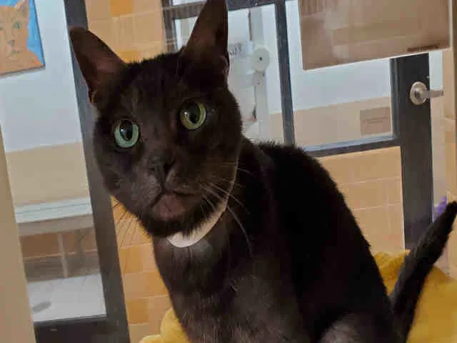 Lilly Bean - Domestic Short Hair