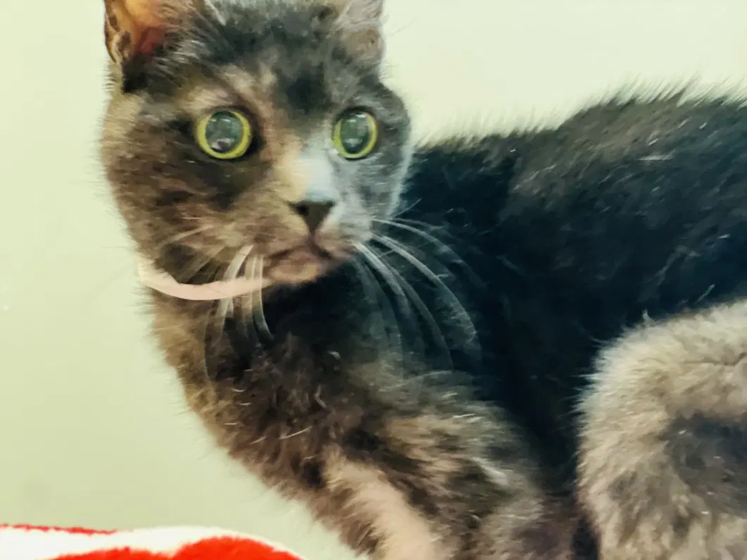 Lilly Bean - Domestic Short Hair