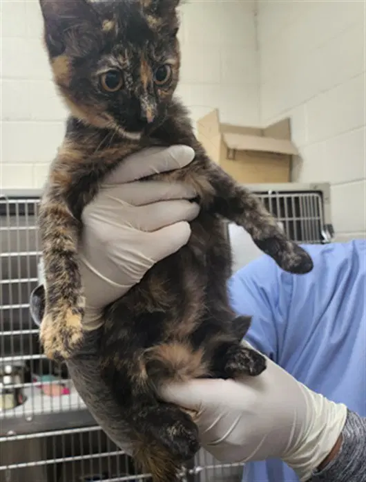 Stormie - Domestic Medium Hair