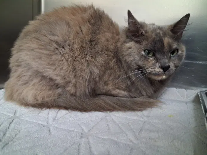 Cinder - Domestic Medium Hair