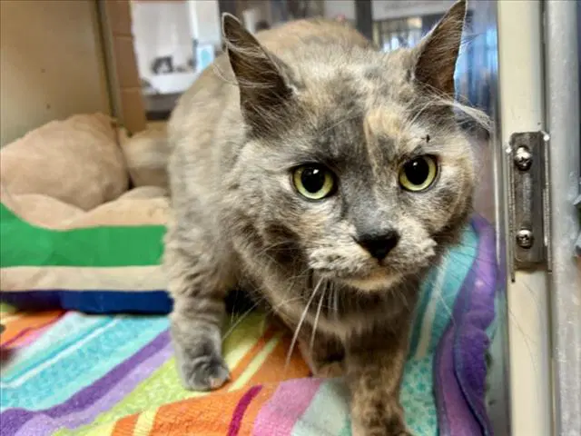 Cinder - Domestic Medium Hair