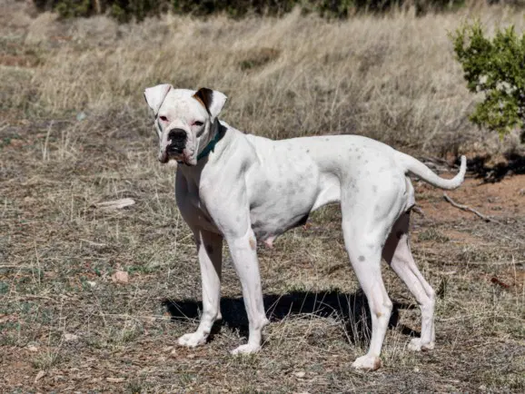 Jilly - Boxer