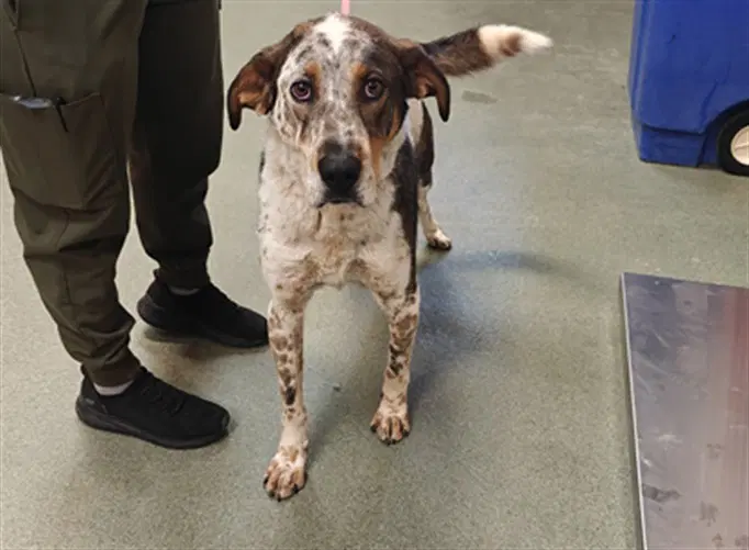 Lowkey Bam-Bam - Australian Cattle Dog/Blue Heeler
