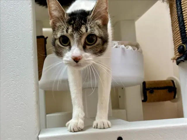 Elleganza - Domestic Short Hair