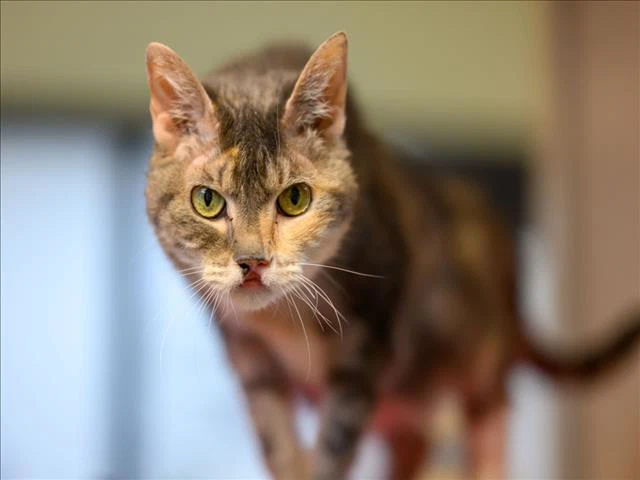 Mimi