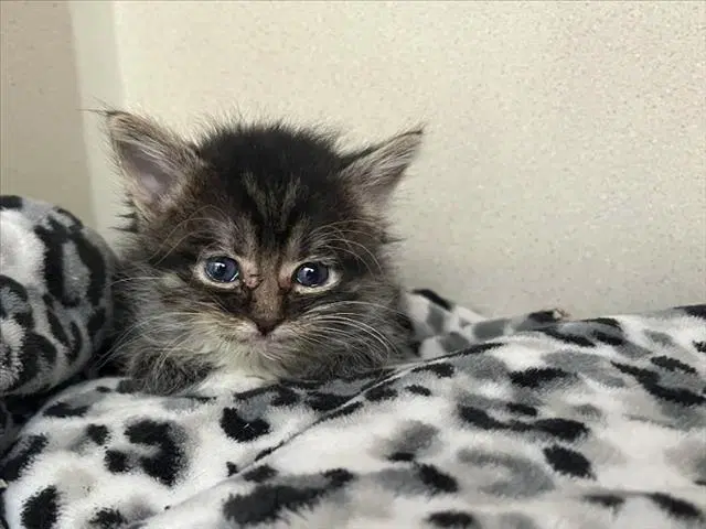 Mushu - Domestic Short Hair