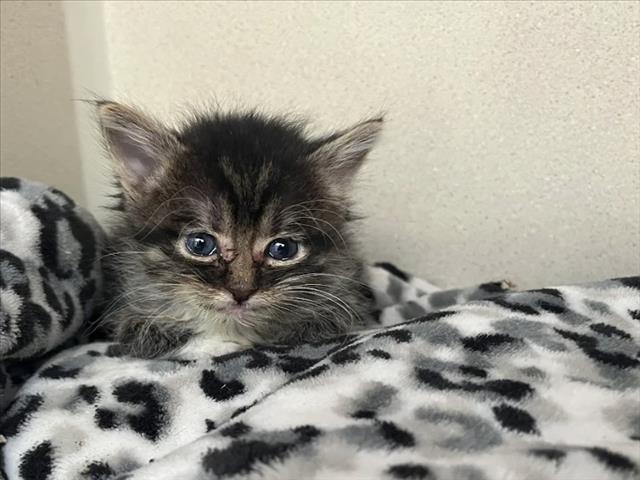 Mushu