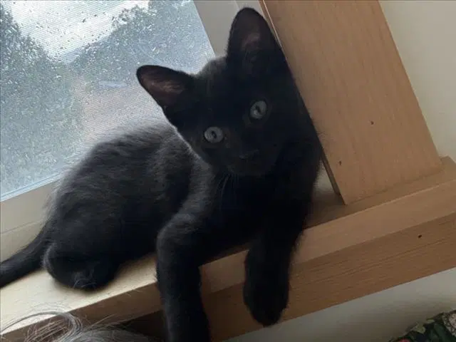 Kali - Domestic Short Hair