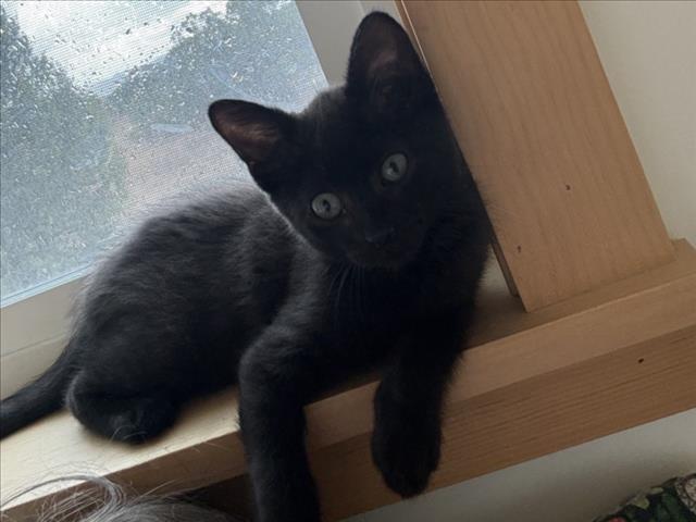 Kali