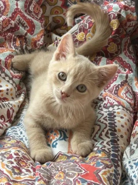 Aslan - Domestic Short Hair