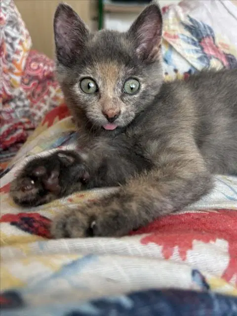 Phoebe - Domestic Short Hair