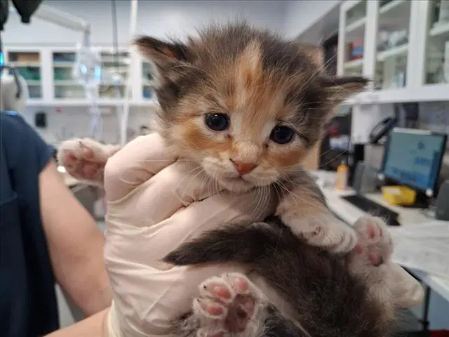 Penelope - Domestic Medium Hair