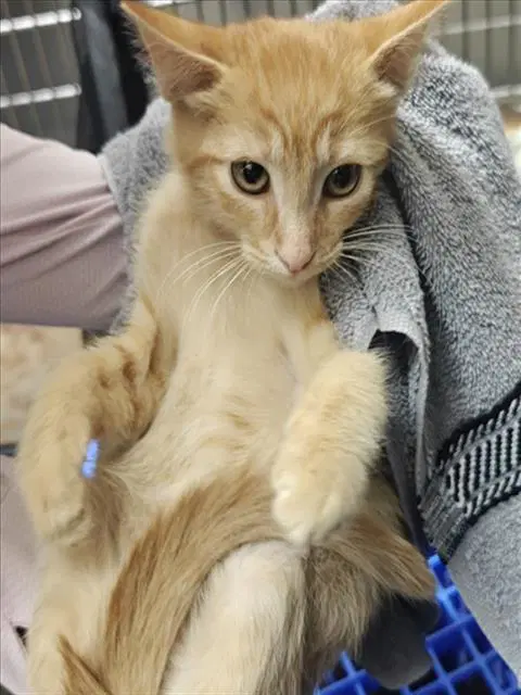 Codex - Domestic Short Hair
