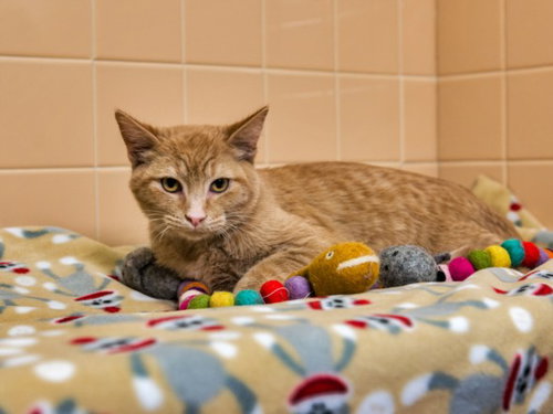 picture of the cat needing adoption