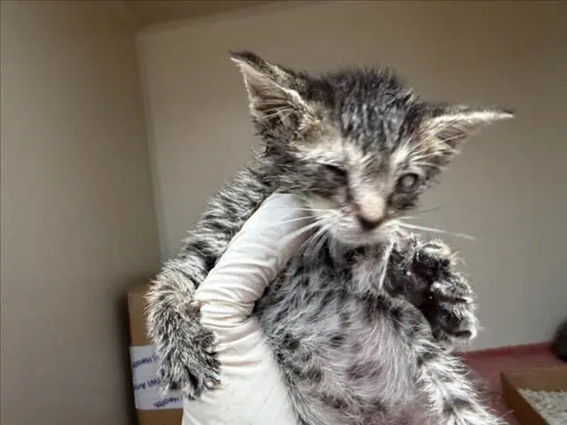 Cora - Domestic Short Hair