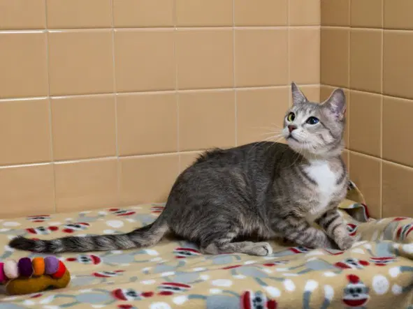 Tempurra - Domestic Short Hair