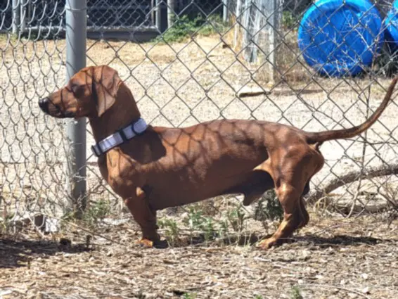 Jimmy Dean - Dachshund