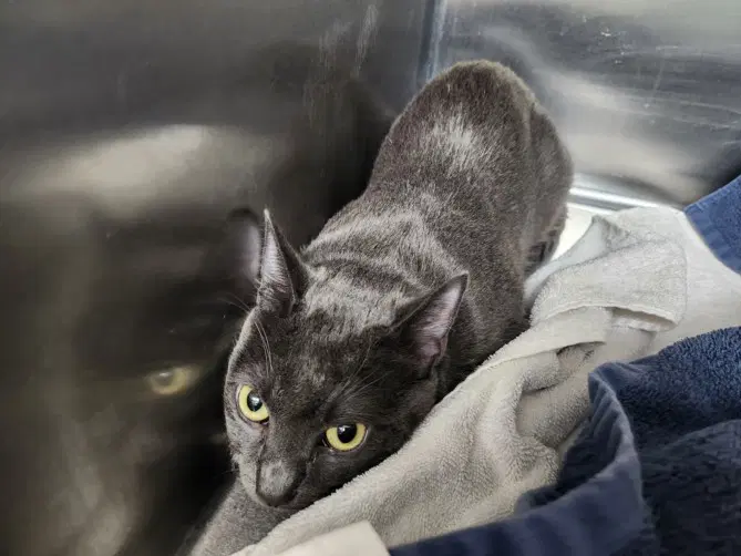 Indy - Domestic Short Hair