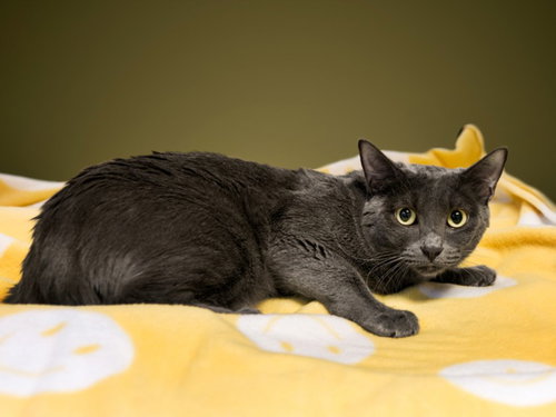picture of the cat needing adoption