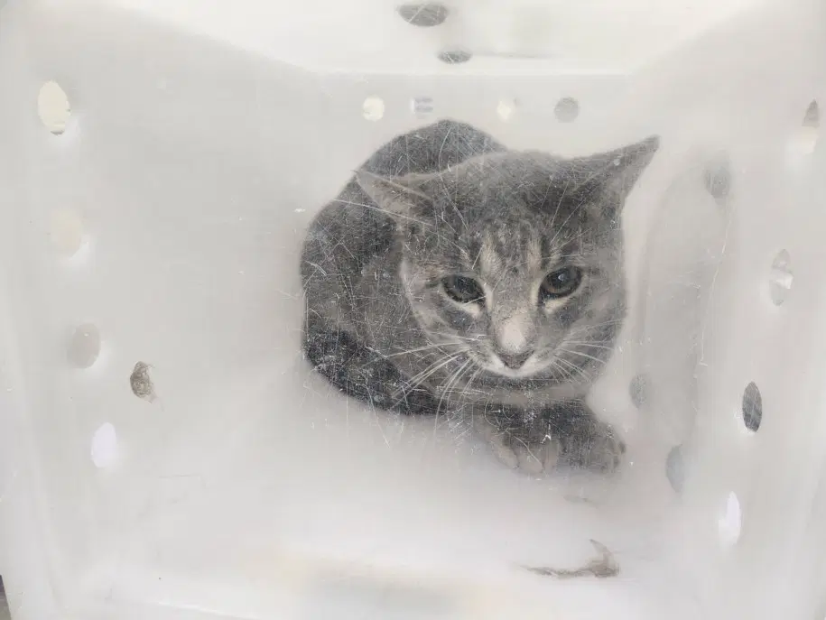 Boots - Domestic Short Hair