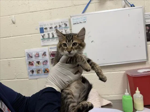 Quesarito - Domestic Medium Hair