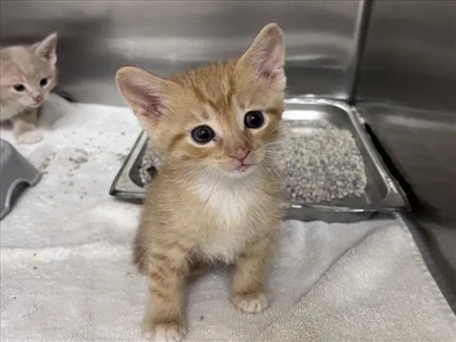 Sy - Domestic Short Hair