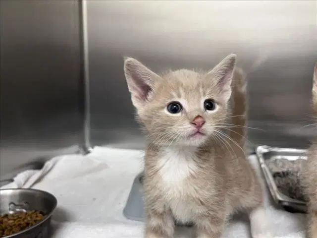 Squirtle - Domestic Short Hair