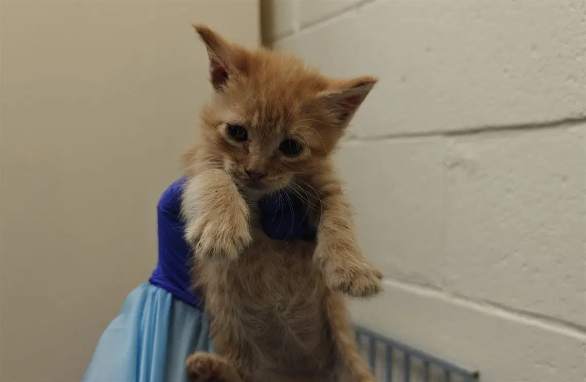 Astro - Domestic Short Hair